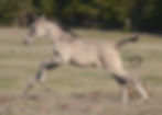 AQHA Grullo Splash Colt FOR SALE