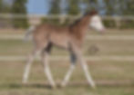 APHA Black Splash Colt