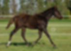 APHA Smokey Black Colt