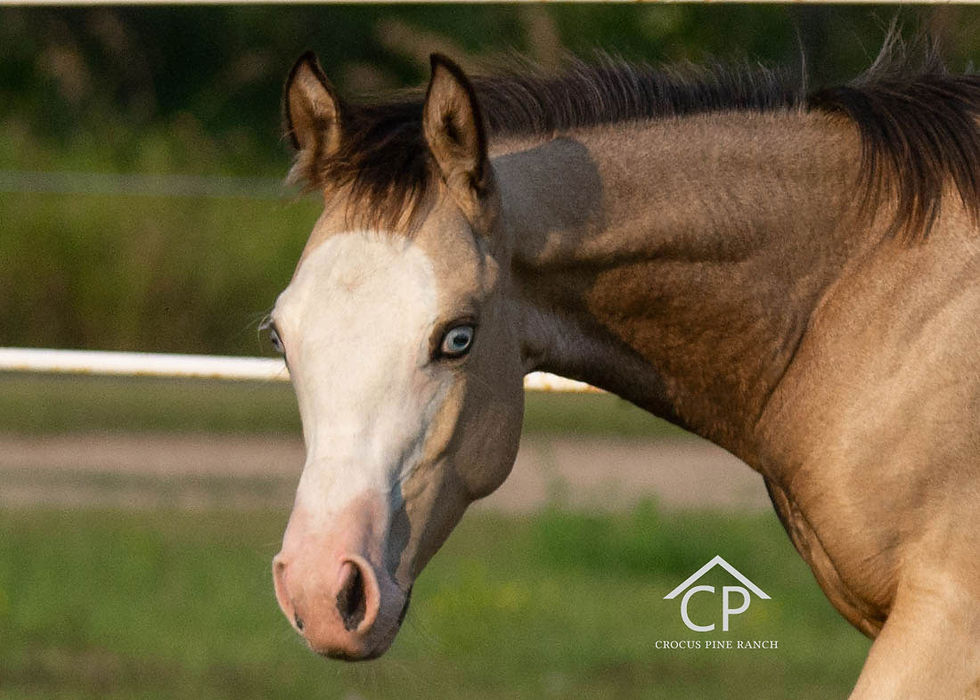 AQHA Buckskin Splash Colt
