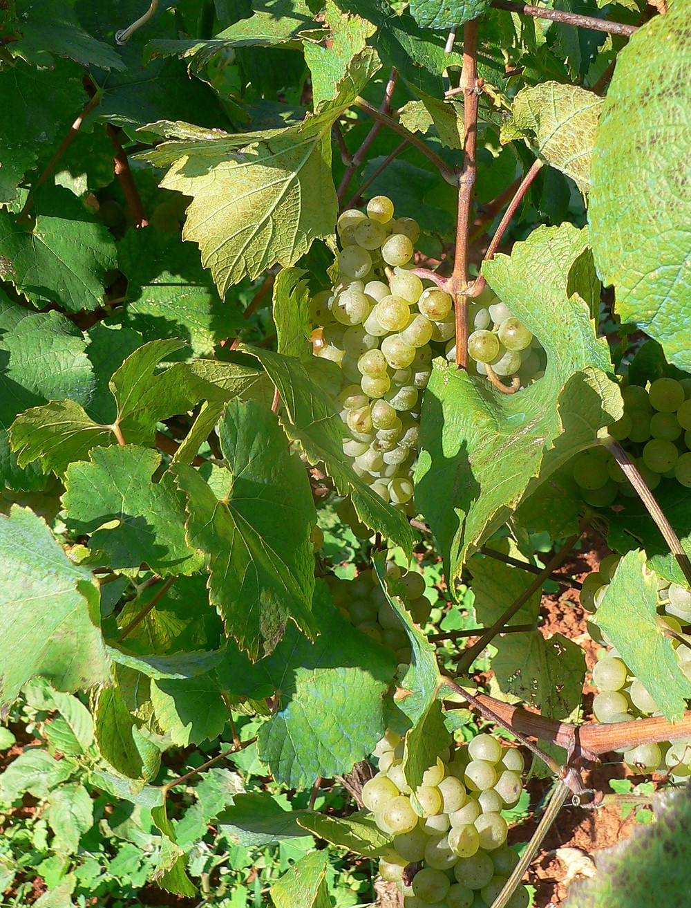 Malvasia Wine Grapes