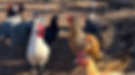 470214439_122189065940185810_2327668812965737623_n.jpg