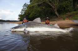 Pescaria no Suriname - Piraíbas