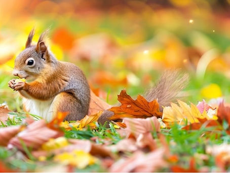 LEMONADE NEWS: Autumn 2025