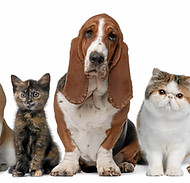 dogs-6722159.jpg