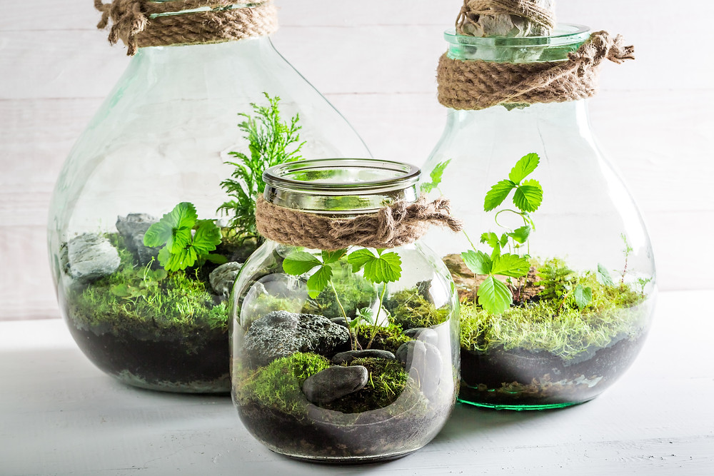 three Garden Terrariums