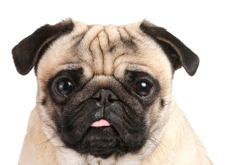 1 All Systems Products For Grooming Your Pug | all-systems