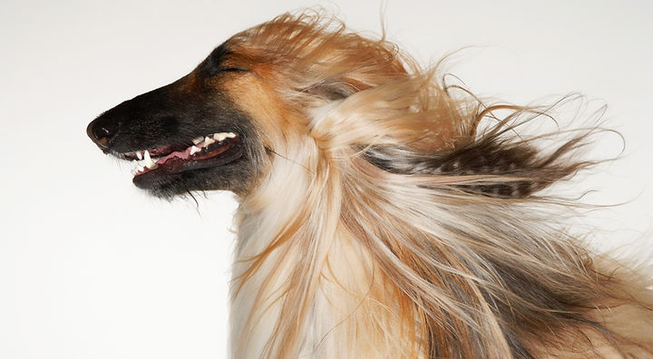 #1 All Systems grooming products bcause amazing results matter.