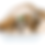 Thumbnail: #1 All Systems Products For Shih Tzu Grooming