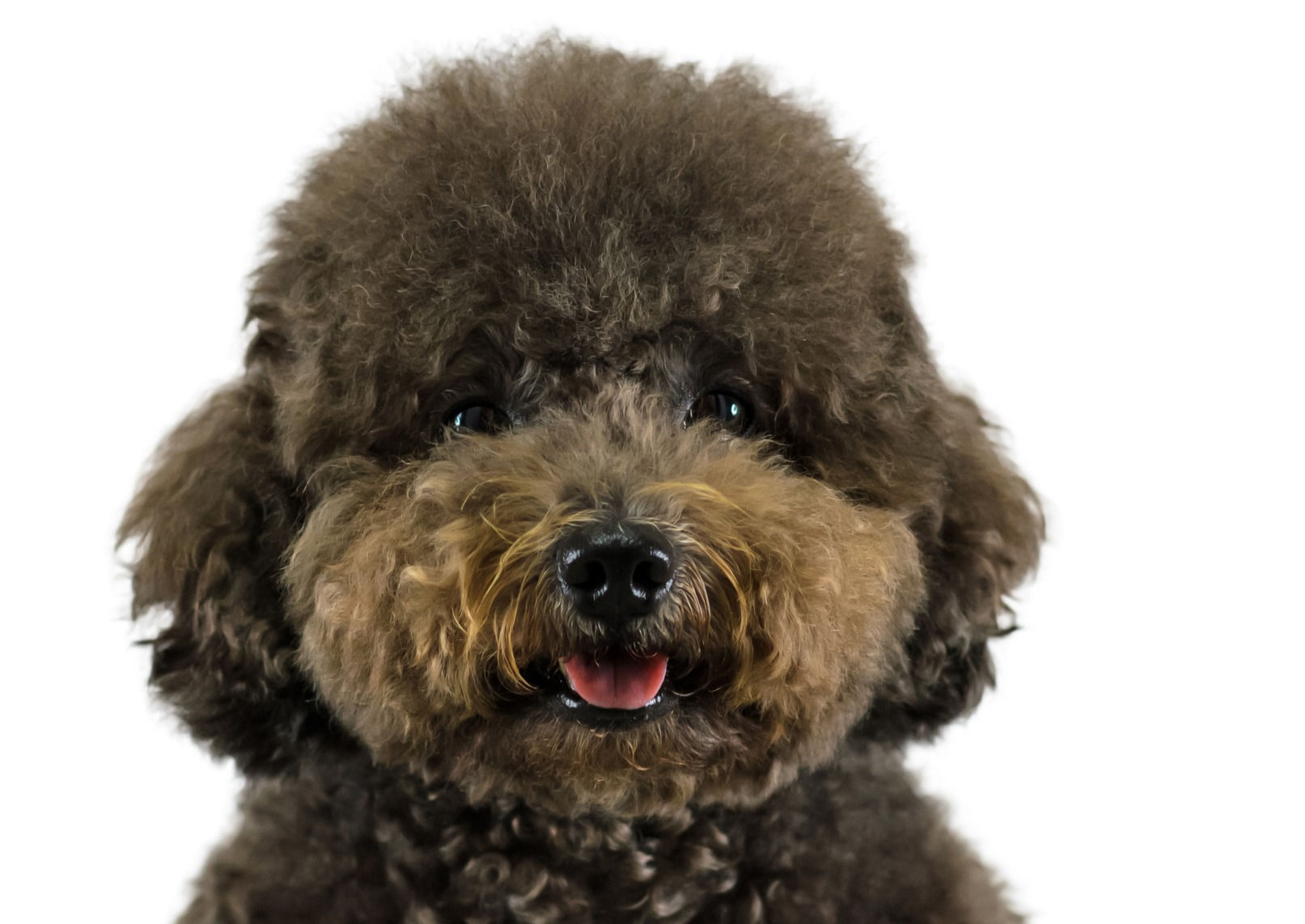 #1 All Systems grooming products for your Poodle