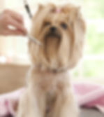 Thumbnail: The new #1 All Systems Face Comb is for small pets and grooming on the go