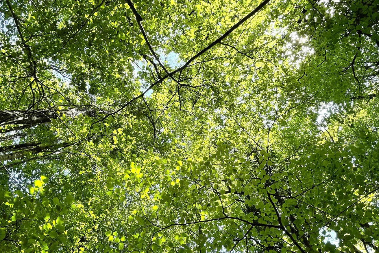 corsi_CN_noi_vita_natura.webp