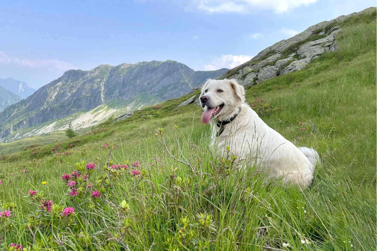 corsi_CN_la_natura_con_i_nostri_amici_a_4_zampe.webp