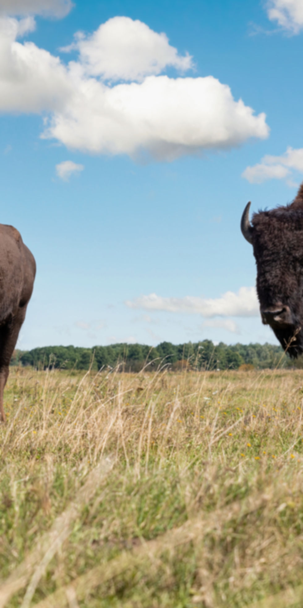 Bison_edited.jpg