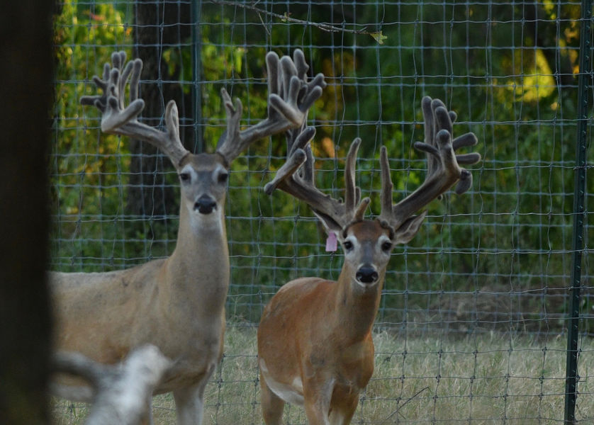 3 year old bucks
