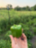 Green Bell Pepper