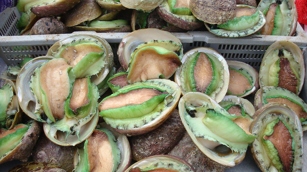 Harvested abalone