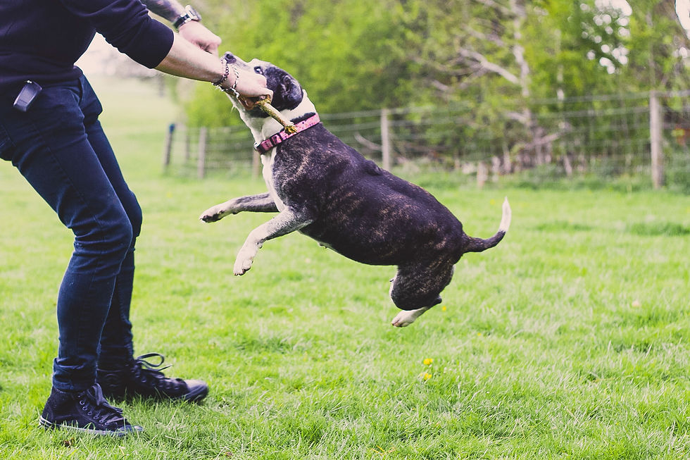 Wrexham photographer, IsoElegant Photography, Dog photographer Wales, dog friendly wedding photographer, dog friendly wedding, The Plassey, dog friendly, North Wales dog walk