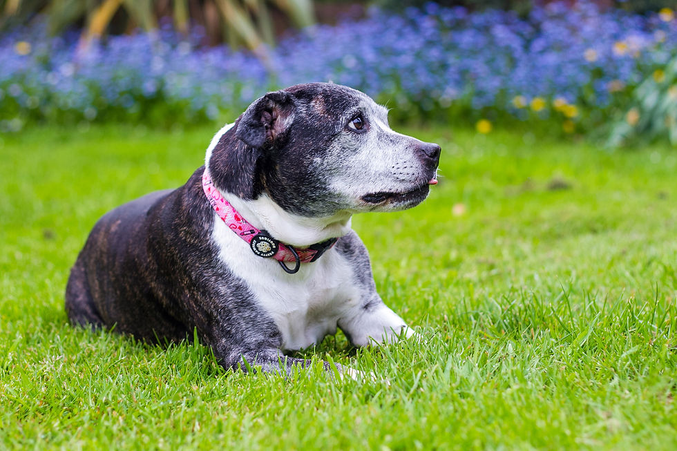 Wrexham photographer, IsoElegant Photography, Dog photographer Wales, dog friendly wedding photographer, dog friendly wedding, The Plassey, dog friendly, North Wales dog walk