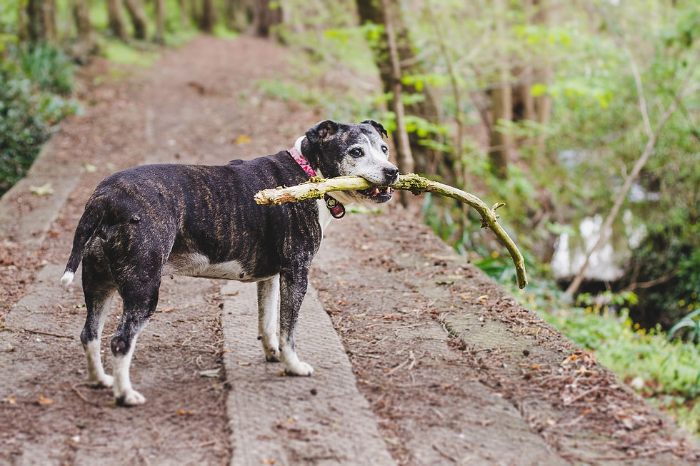 Wrexham photographer, IsoElegant Photography, Dog photographer Wales, dog friendly wedding photographer, dog friendly wedding, The Plassey, dog friendly, North Wales dog walk