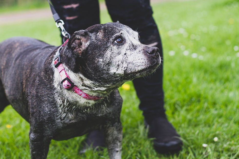 Wrexham photographer, IsoElegant Photography, Dog photographer Wales, dog friendly wedding photographer, dog friendly wedding, The Plassey, dog friendly, North Wales dog walk