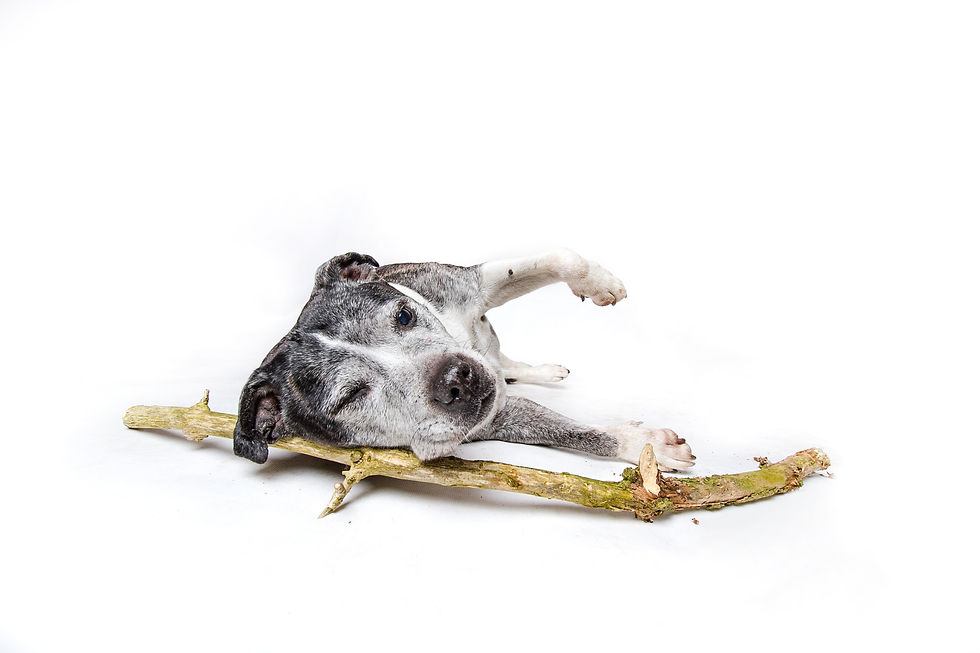 Wrexham photographer, IsoElegant Photography, Dog photographer Wales, dog friendly wedding photographer, dog friendly wedding, The Plassey, dog friendly, North Wales dog walk