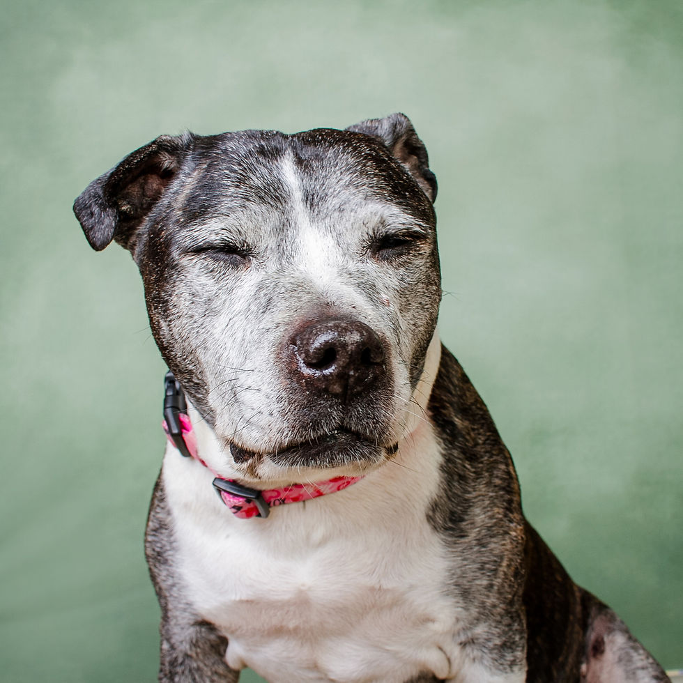 Wrexham photographer, IsoElegant Photography, Dog photographer Wales, dog friendly wedding photographer, dog friendly wedding, The Plassey, dog friendly, North Wales dog walk