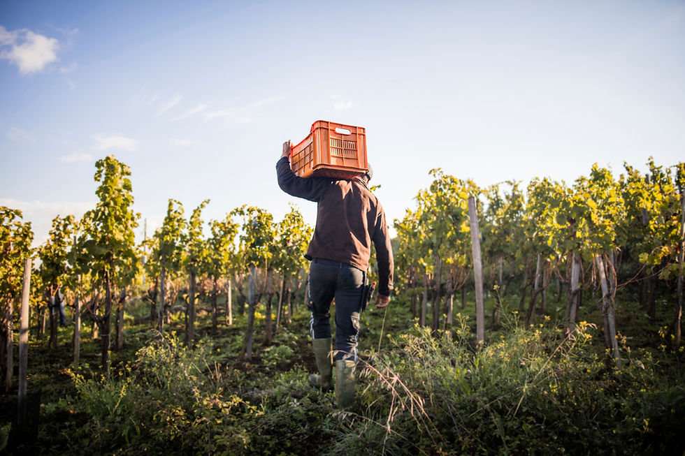 Vineyard grape harvest scene representing wine culture and community in Halifax, Nova Scotia.