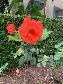 Landscape - Flower Planting OrangeRed