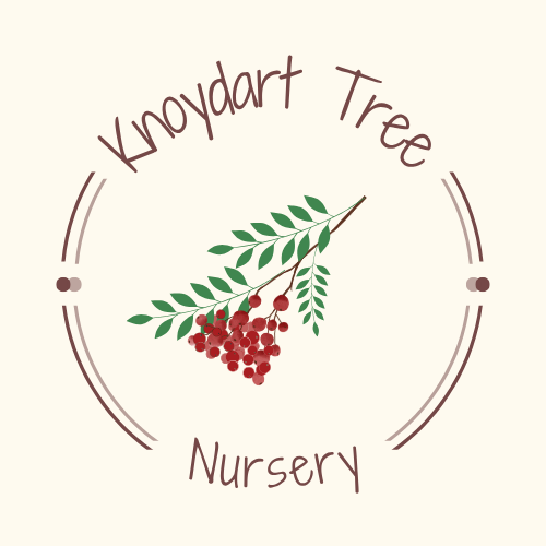 Knoydart Tree (1).png