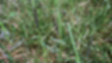 Paspalum-paspalodes-6small16por9.jpg
