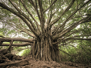 Old Growth Trees vs Witness Trees: What’s the difference?