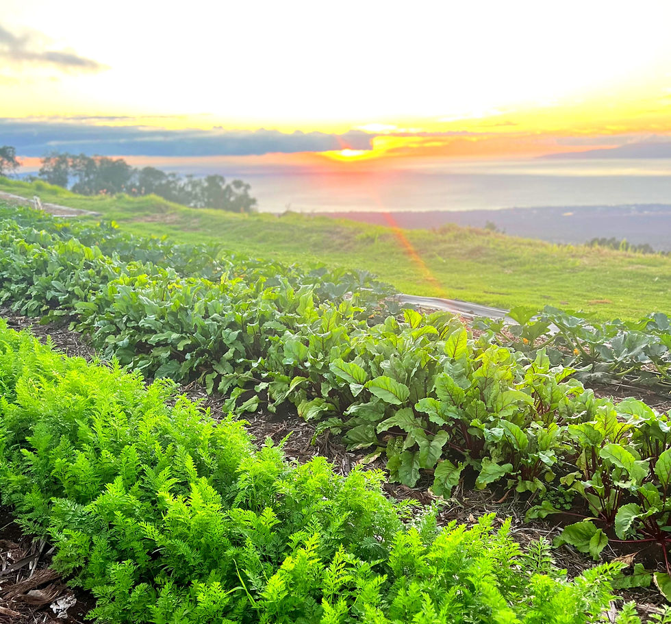 Thursday morning Farm Tour