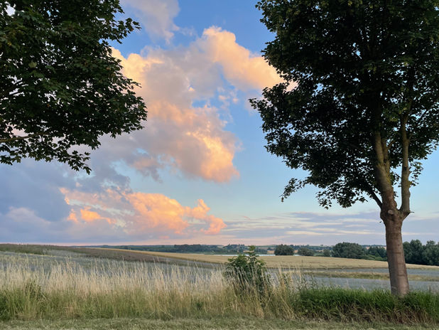 pastellfarbener Himmel mit gelbleuchtenden Wolken über zwei Bäumen und einem Feld