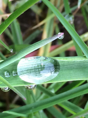 kleinere und größere Regentropfen auf Grashalm