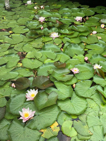 Seerosenteppich, weiße Blüten auf grünen Blättern