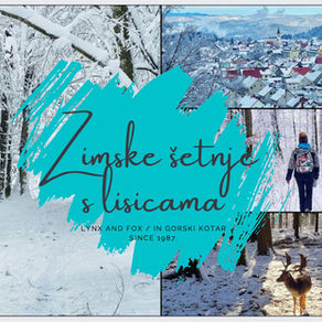 📅 Nedjelja, 23.11. ❄️ ŠETNJA PO SNIJEGU S LISICAMA 🦊 u 11:00 h - Delnice & Japlenški vrh
