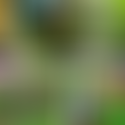 Subota, 11. travanj 2026.: Dan medvjeđeg luka, Brvnara Tršće