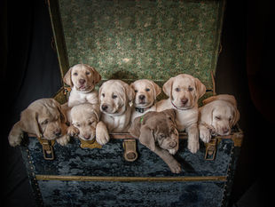 A Trunk Full of Spunk