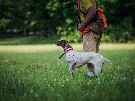 Training Day Michigan NAVHDA