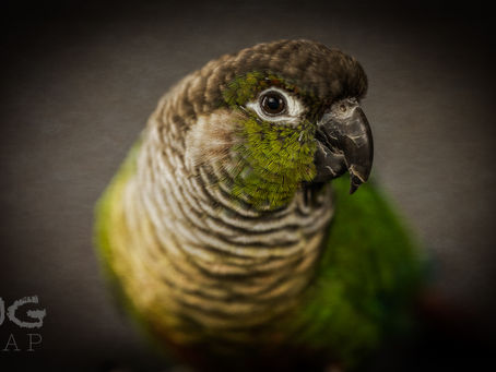 Feathered Friends Fred and Uno