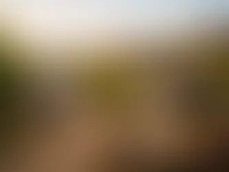Qué actividades hacer en una viña