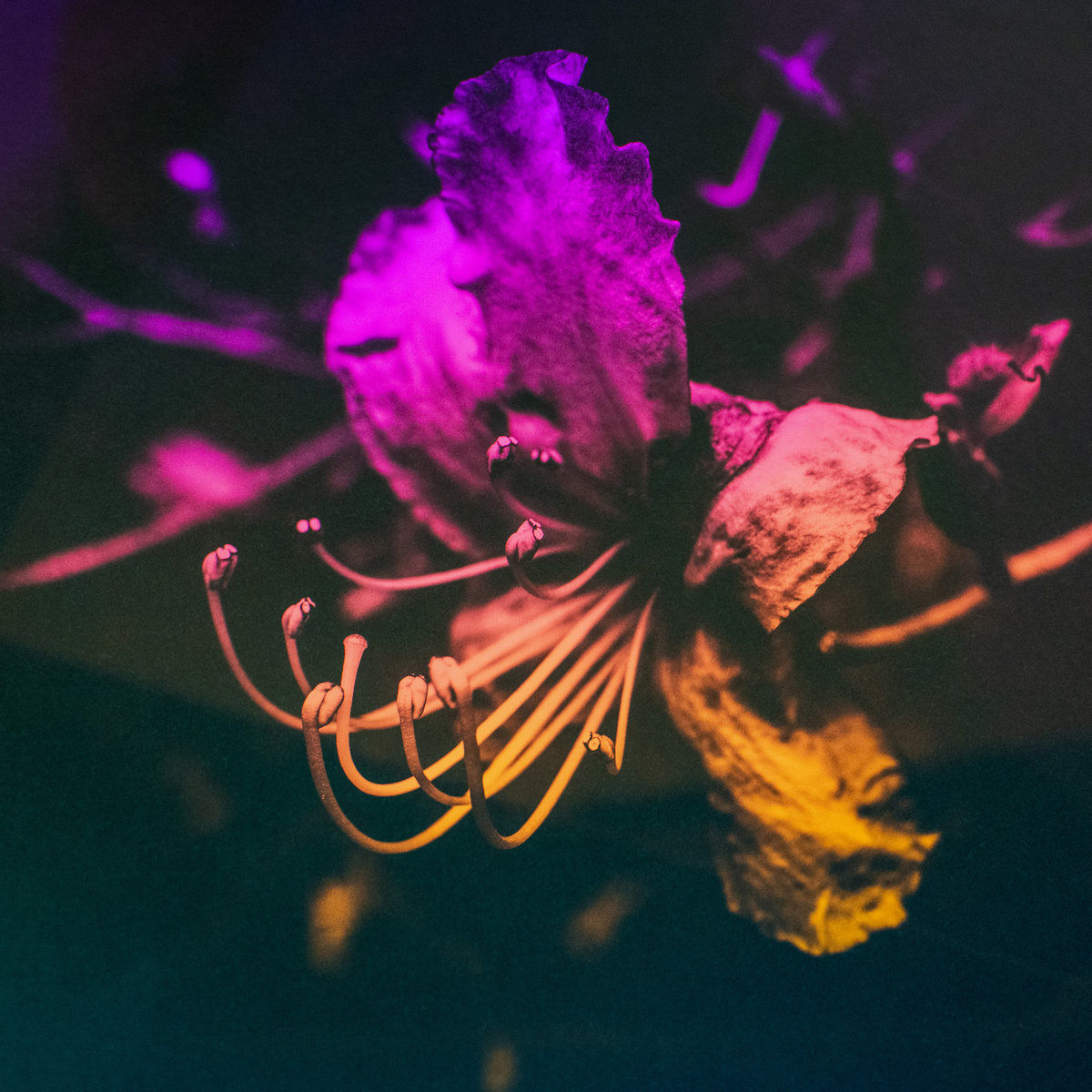 GB3 | Sakura Flower | CD