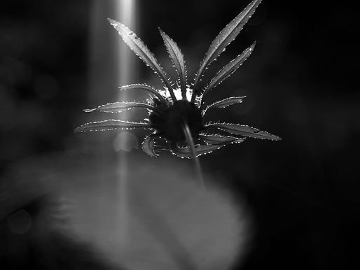 Alio Die is considered one of the precursors of ambient music in Europe..