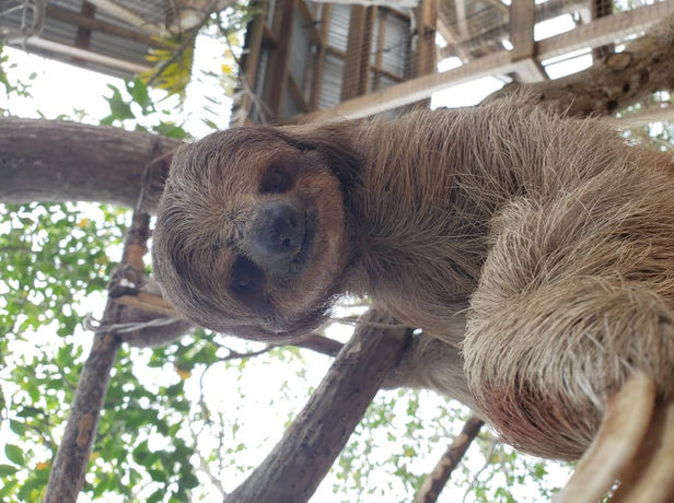 Sloth at Daniel Johnson's Monkey and Sloth Hangout French Cay, Roatan