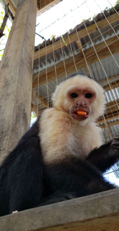 Monkey at Daniel Johnson's Monkey and Sloth Hangout in French Cay, Roatan