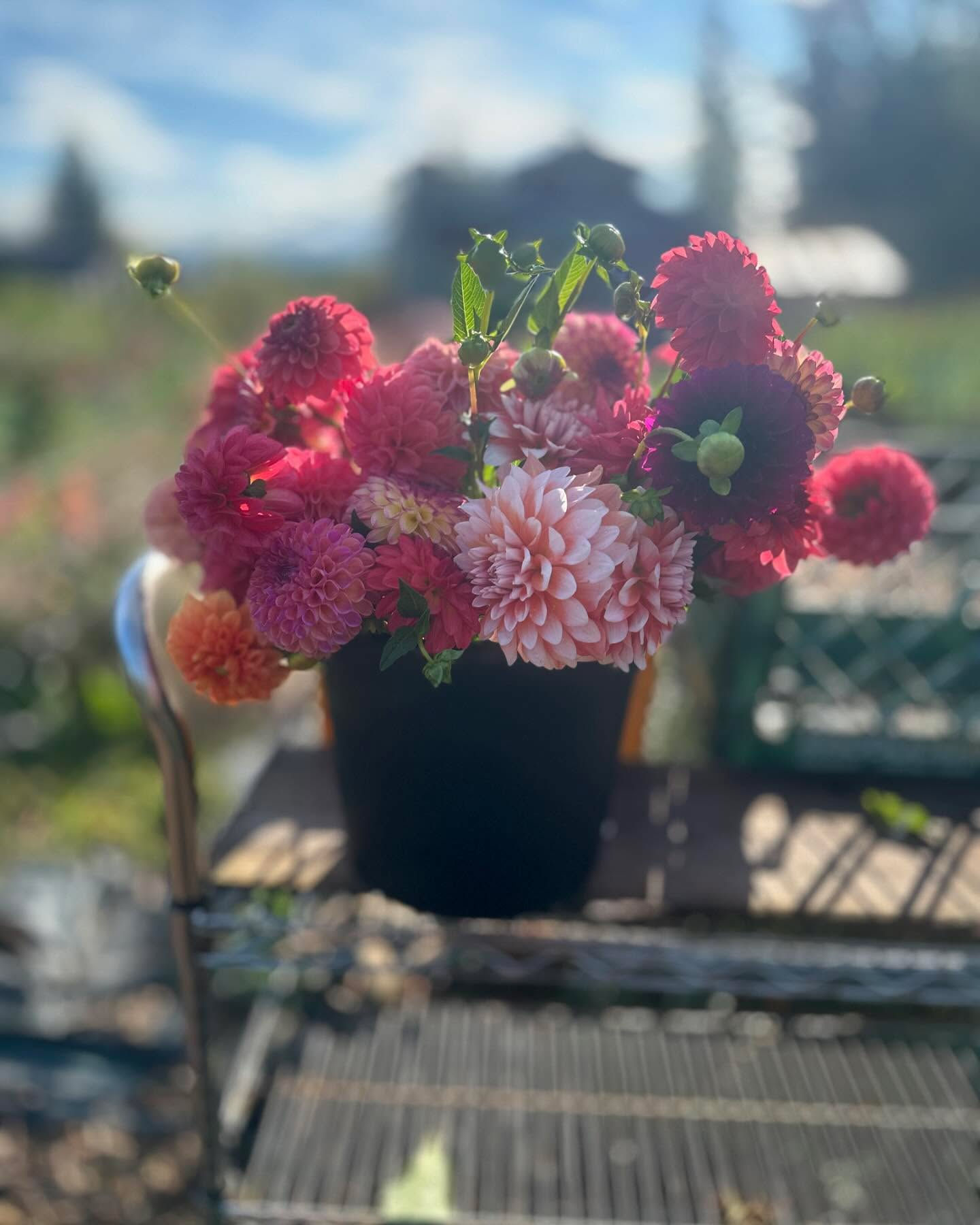 Late Season Dahlia Flower Share 4 Bouquets