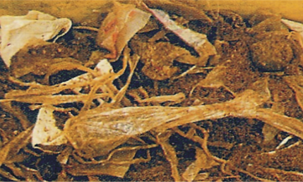 Treated Household Waste