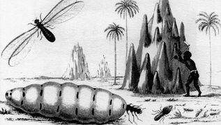 Women, Evolution and Insects as Food