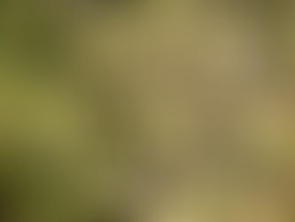 Walk on the less wild side